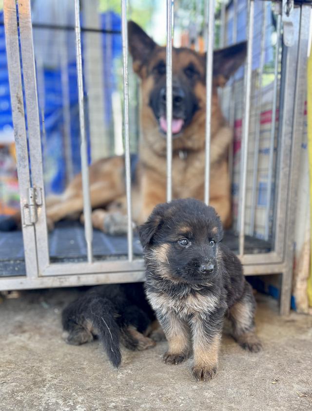 ลูกสุนัขอาเซเซี่ยนเพศเมีย 3