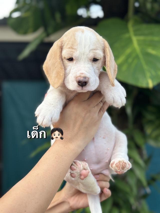บีเกิ้ลแท้ 2สี สวยๆ อุดรธานี