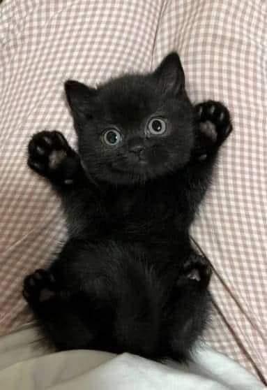 ขายด่วน!! แมว โคราชสีดำ 2