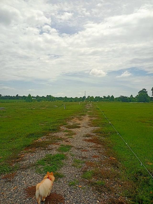 ที่ดิน 1 ไร่ ต.เลาขวัญ อ.เลาขวัญ จ.กาญจนบุรี 5