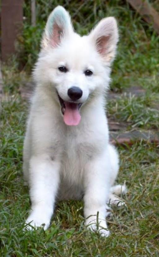สุนัขเยอรมันเชพเพิร์ดสีขาวแสนรู้ 1
