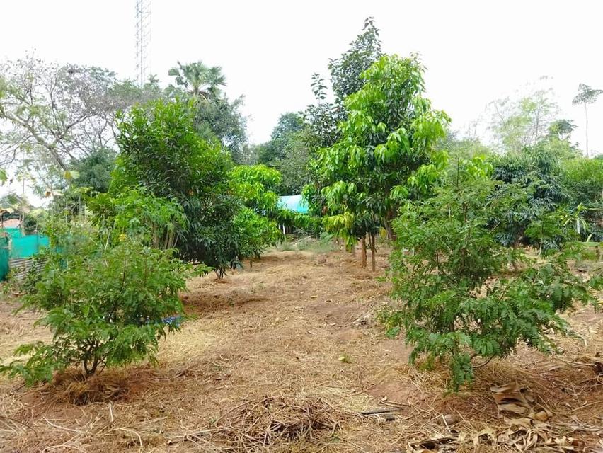ที่ดินโฉนดพร้อมอาคารติดถนนมิตรภาพลำตะคอง 10