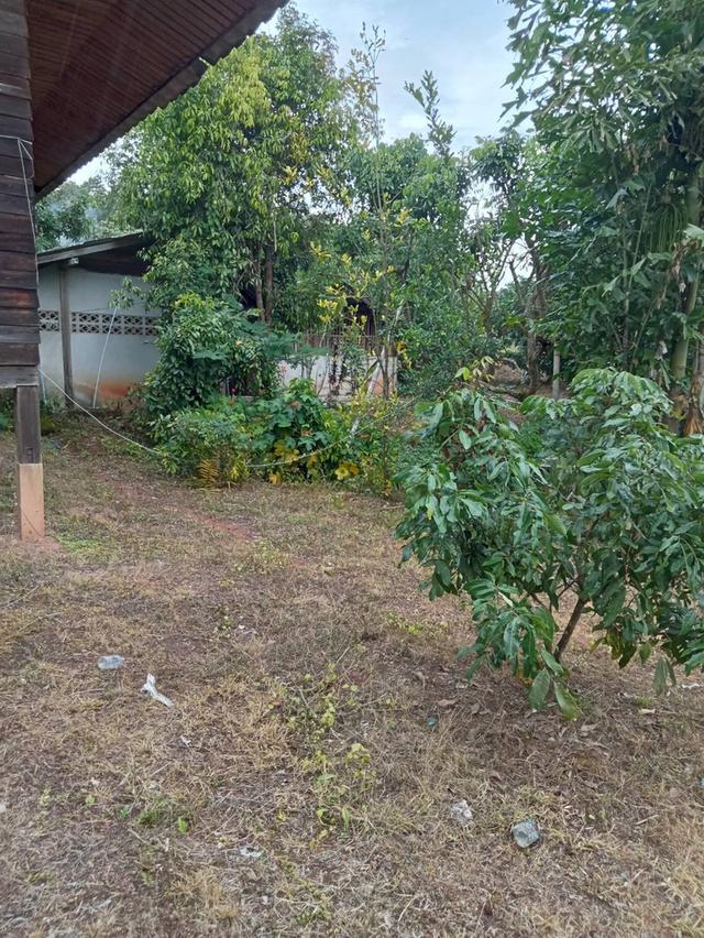ที่ดิน จังหวัดเชียงใหม่ 8