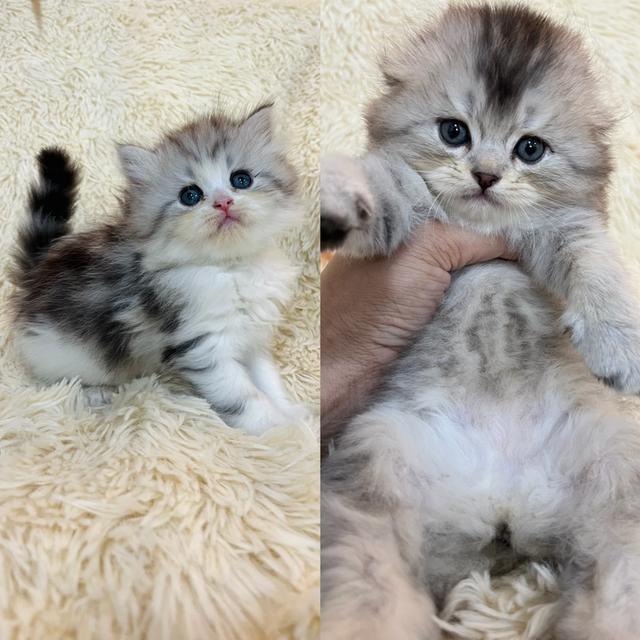 แมว สก๊อตติชขนยาว   🔥🔥🏠🔥