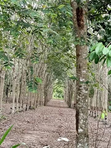 บ้านสวนพร้อมสวนยางพารา สร้างรายได้ทุกเดือน บนพื้นที่เกือบ 9 ไร่ จังหวัดระยอง ตำบลบ้านนา อำเภอแกลง จังหวัดระยอง 9