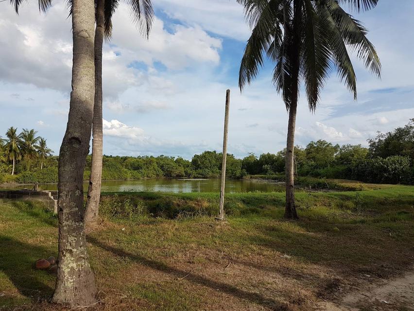 💰ขายที่ดิน 14 ไร่ 1 งาน 228 ตรว.พร้อมบ้านชั้นเดียว ⛳️เหมาะสำหรับทำนากุ้ง เก็บมะพร้าวได้ตลอดปี ให้คนเช่าก็พร้อม ต.ปากพูน อ.เมือง จ.นครศรีธรรมราช 5