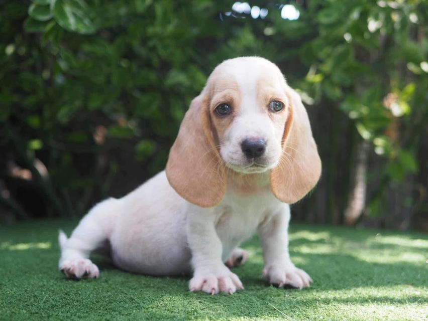 ขายด่วนมากน้องหมา Basset Hound 2