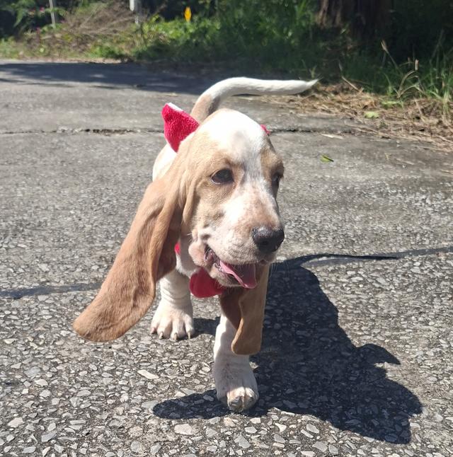 บาสเซ็ตฮาว์ดใบเพ็ดสมาคมพัฒนาพันธุ์สุนัข 12