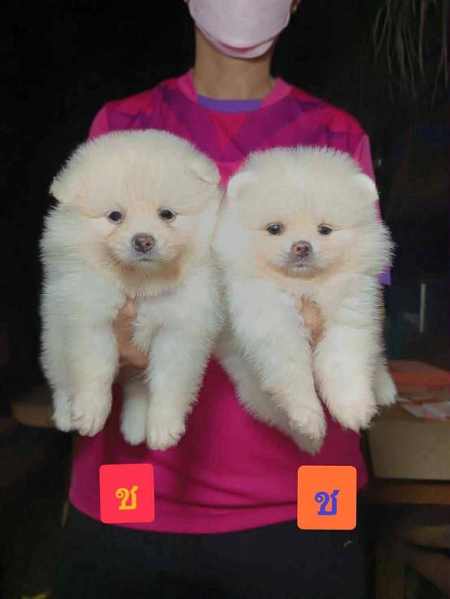 ปอมเมอเรเนียนแท้ สอบถามได้ค่ะ  6