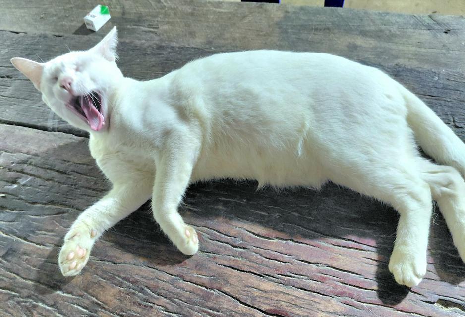 แมวขาวมณีหาบ้านนนนนนน รูปที่ 2