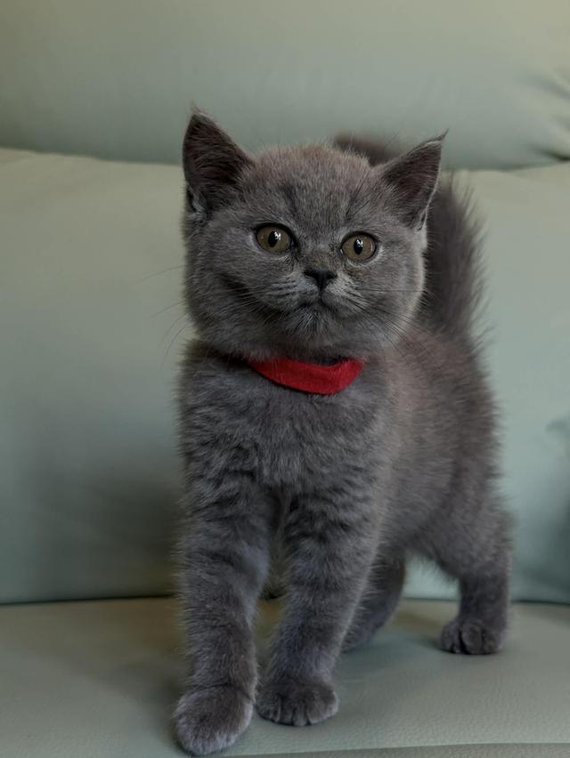 บริติช ช็อตแฮร์ สีบลู