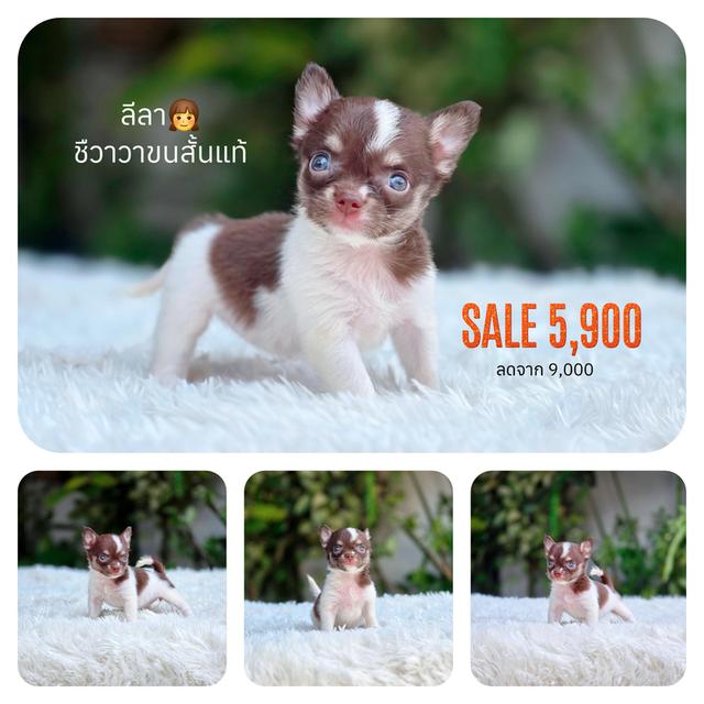 ชิวาวาแท้สีช็อคพร้อมย้ายบ้านมีส่งเก็บปลายทาง รูปย่อยที่ 4
