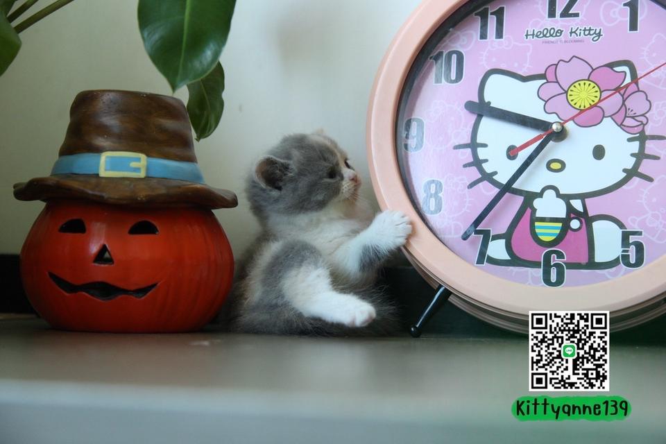 แมวหิมาลายันบริติชแท้ 16