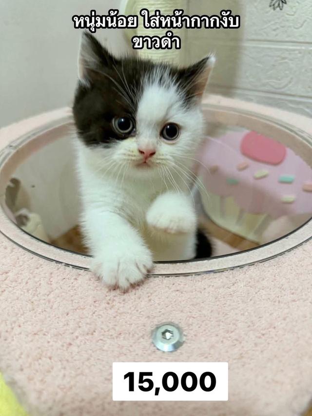 แมว รวมแร็กดอล บริติช ทันช์กิ้น สก๊อติช ลดประชากร พาราเบาทุกคน รูปที่ 7