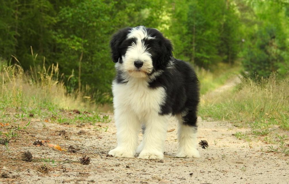 Bearded Collie Puppies