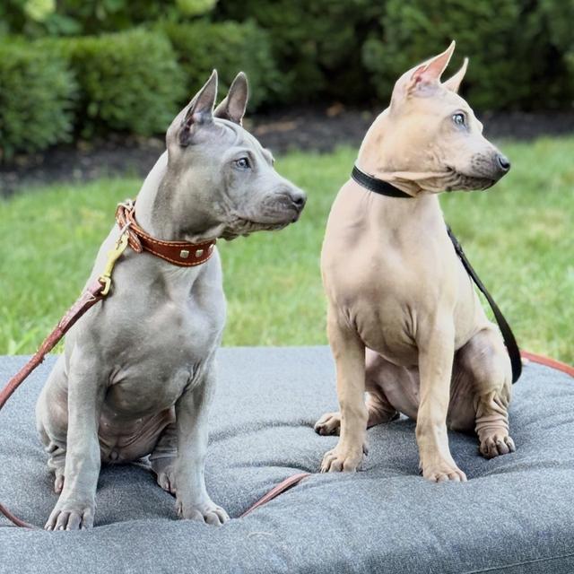 Trained Thai ridgeback puppies รูปย่อยที่ 2