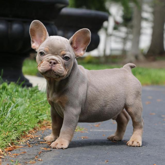 French Bulldog Puppies | WhatsApp me : +66 63 826 3042