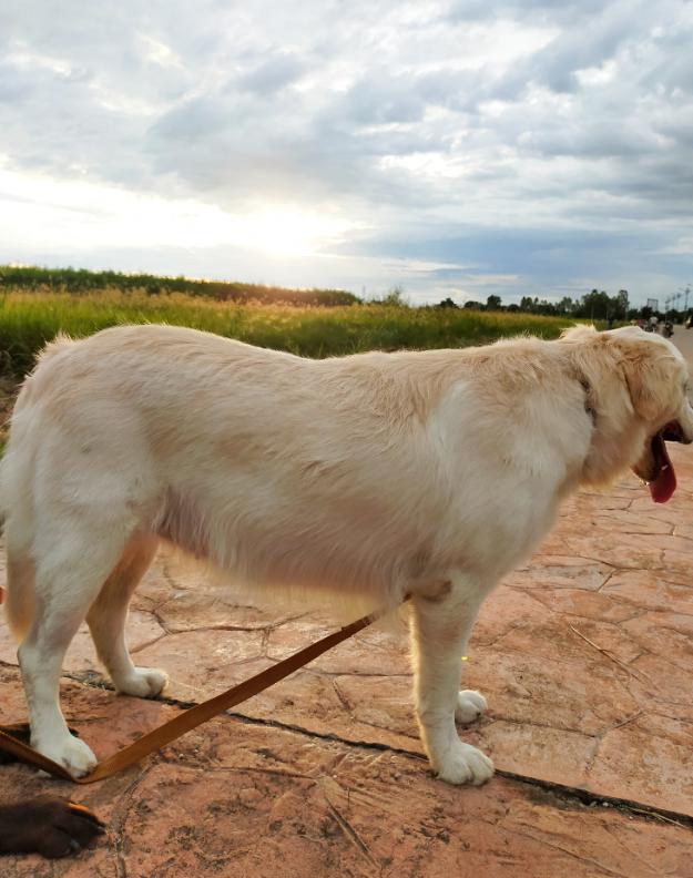 ขาย White Golden Retriever ตัวโตสมวัย