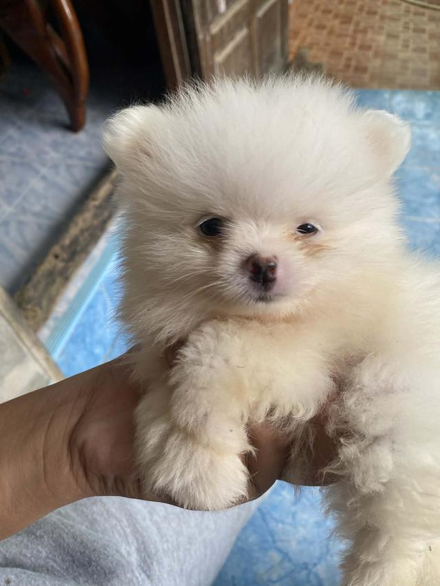 ลูกปอมเมอเรเนียน 3ด เพศหญิง แท้