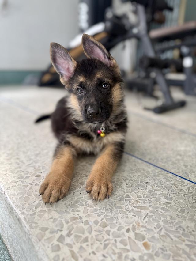 หมาเยอรมันแชดเพริด 11