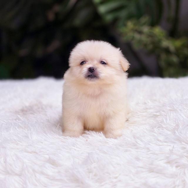 ปอมผสมชิวาวาเพศเมีย 9