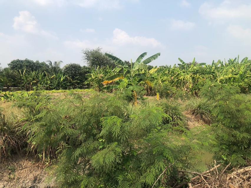 ขายที่ดินสวยรมน้ำคลองบางใหญ่ จังหวัดนนทบุรี  จำนวน 3 ไร่ 6