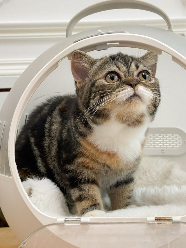 เเมว Scottish fold baby girl รูปย่อยที่ 2