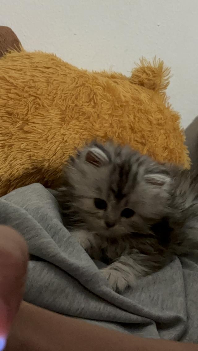 ดญ เปอร์เซีย 2 เดือน 2