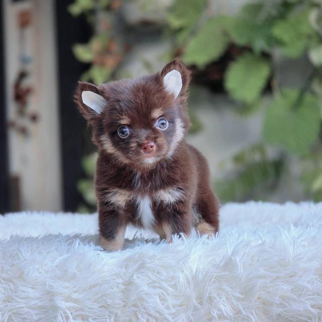 ชิวาวาแท้ขนยาว สีช็อค เพศผู้ 2