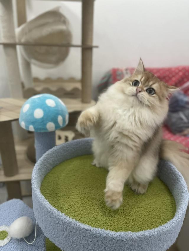 British Longhair พร้อมใบ WCF