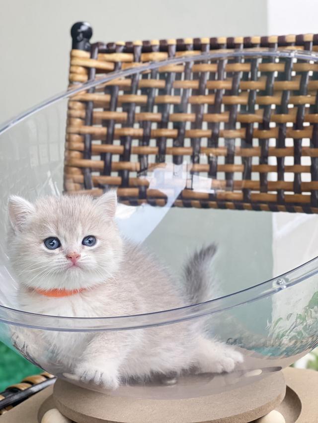 ดช.บริติช❌ได้บ้าน