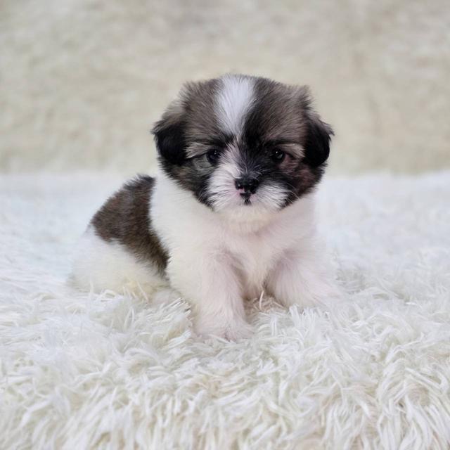 ชิสุผสมปอม เพศเมีย พร้อมย้ายบ้าน