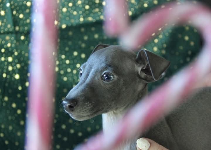 ขายหมาสายพันธุ์ Italian Greyhound สีดำ 2