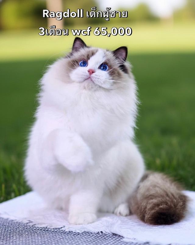 แมว Ragdoll ใบเพดwcf และรับนำเข้าแมวจาก ตปท.