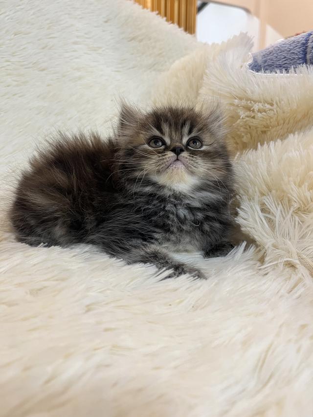 แมว เปอร์เซียแท้ ร้อยเปอร์เซ็นต์ 20