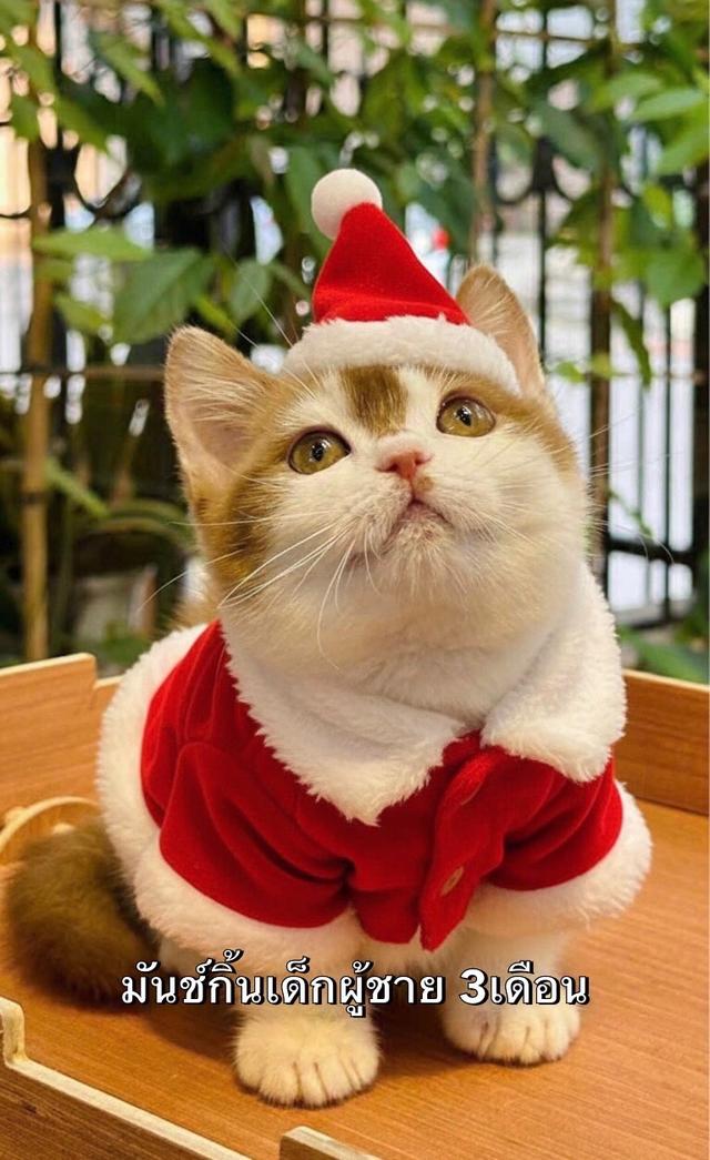แมวมันช์กิ้น รวมเด้กมันช์กิ้นขาสั้น ชาย หญิง 6