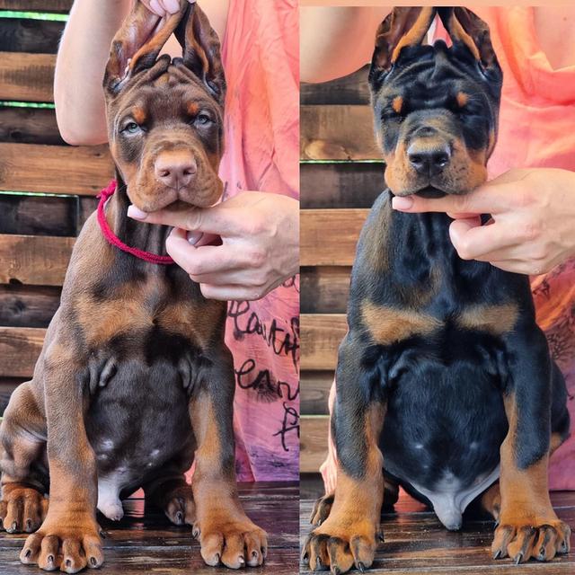 Doberman Pinscher Puppies  WhatsApp me : +66 63 826 3042 รูปที่ 2