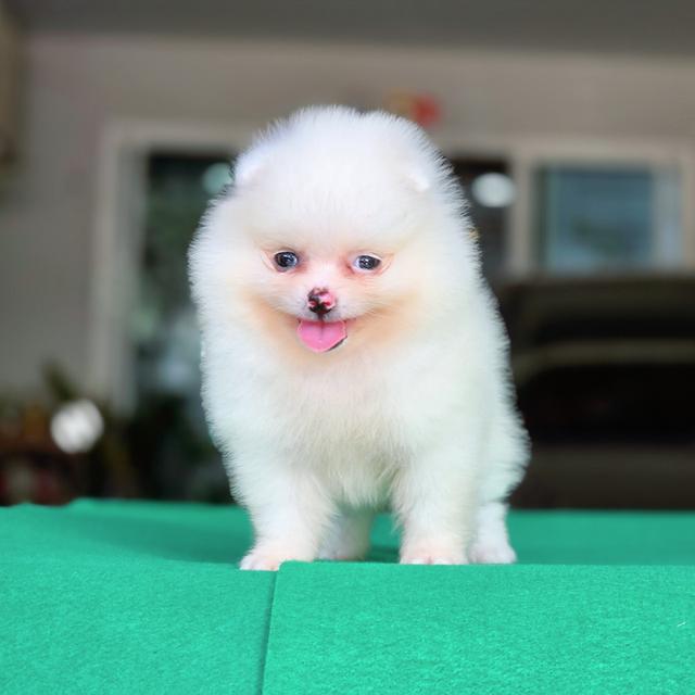 น้องกัสเบล Pomeranian sizeจิ๋ว สาวน้อยน่ารักผิวขาวสวยพร้อมซนจ้า