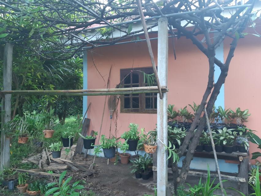 บ้านพร้อมที่ดิน 40 ไร่ จังหวัดพิษณุโลก อำเภอเนินมะปราง 11