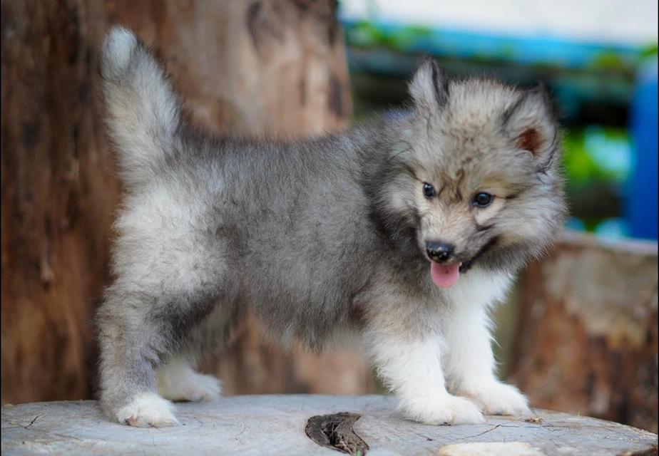 ไซบีเรียนฮัสกี้ Siberian husky 2