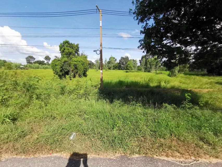 ที่ดิน บายพาสแก่งเลิงจาน อำเภอเมือง มหาสารคาม 3