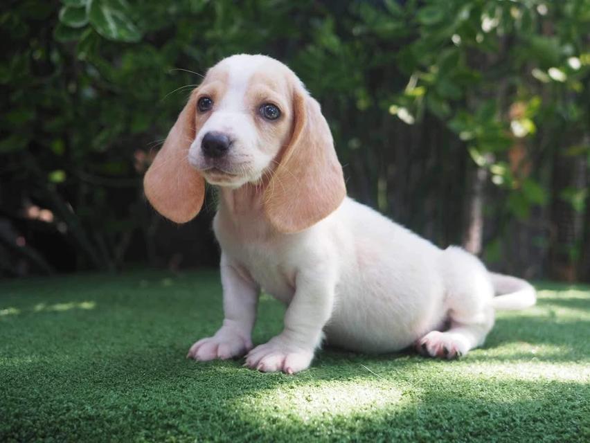 ขายด่วนมากน้องหมา Basset Hound 3