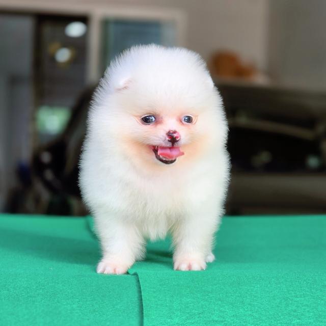 น้องกัสเบล Pomeranian sizeจิ๋ว สาวน้อยน่ารักผิวขาวสวยพร้อมซนจ้า