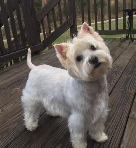 West Highland White Terrier แท้ ขนสวย 2