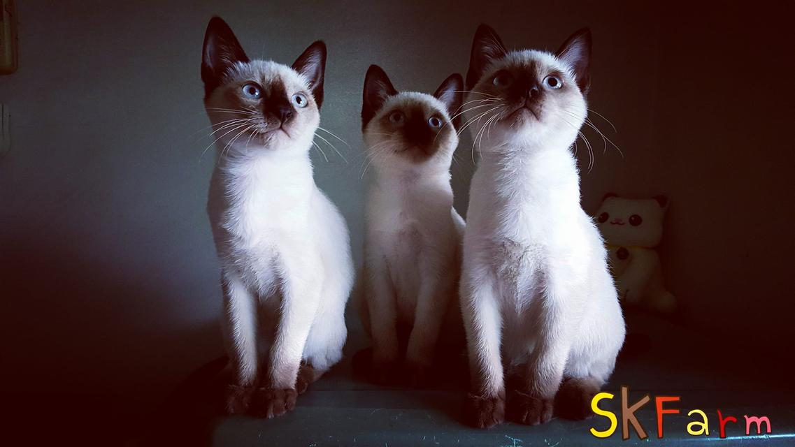 (เปิดจองลูก) ฟาร์มแมวมงคลไทยโบราณสายพันธุ์ไทยแท้ วิเชียรมาศ Siamese Cat (จดทะเบียนพาณิชย์ ) 1