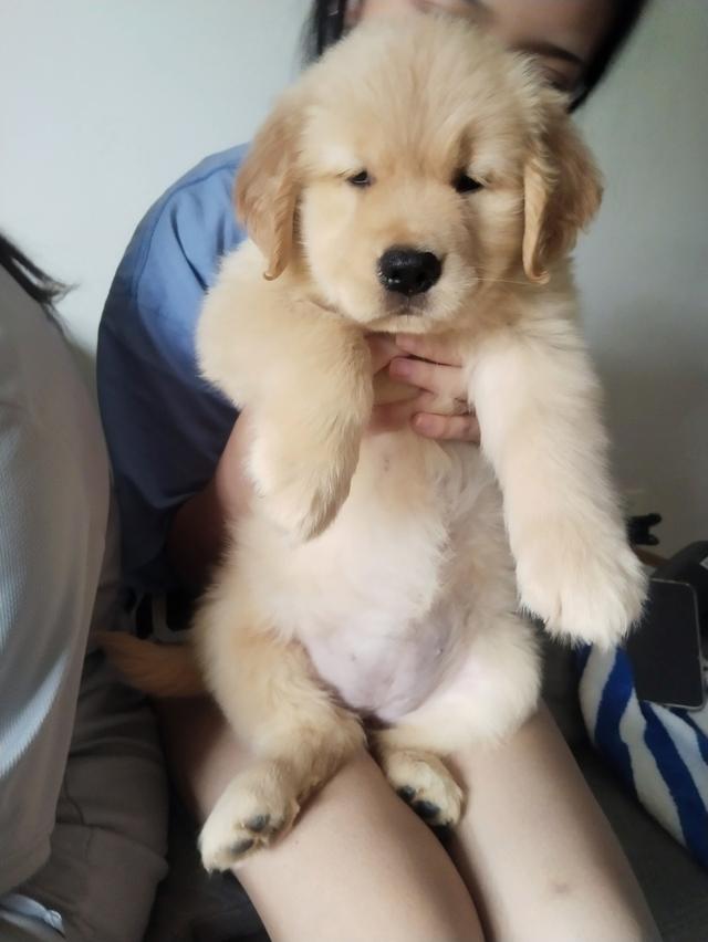 สุนัขโกลเดินริทรีฟเวอร์