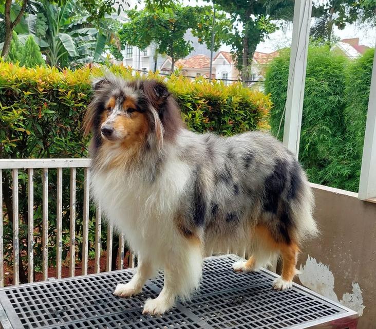 ขาย Dog Collie เพศผู้ ราคาถูกมาก 3