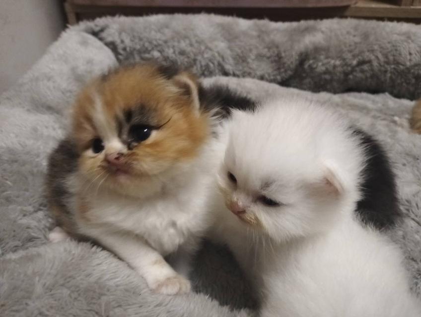 เปิดจอง เด็กๆอายุ 2 สัปดาห์ เปิดกล้องดูก่อนได้ค่ะ 13