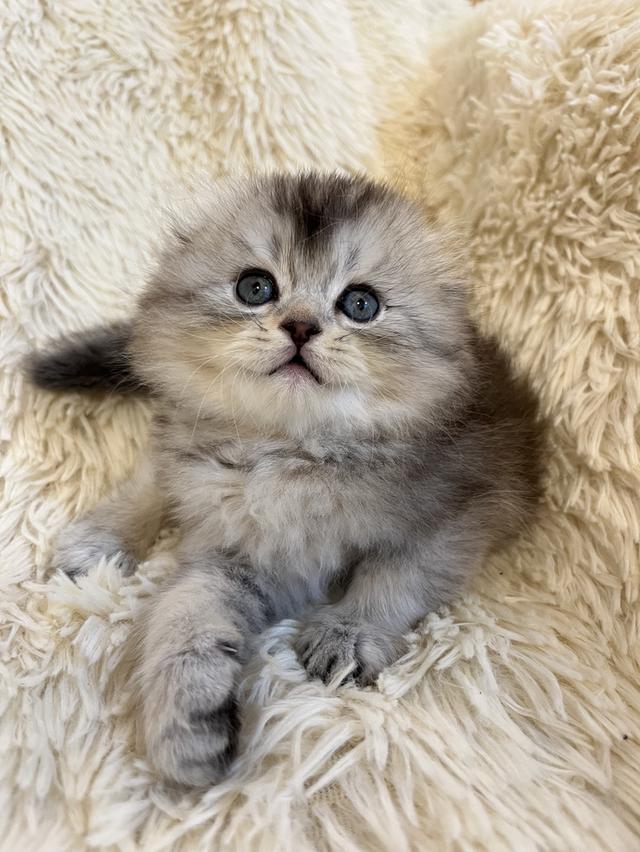 แมว สก๊อตติชขนยาว   🔥🔥🏠🔥 รูปที่ 9