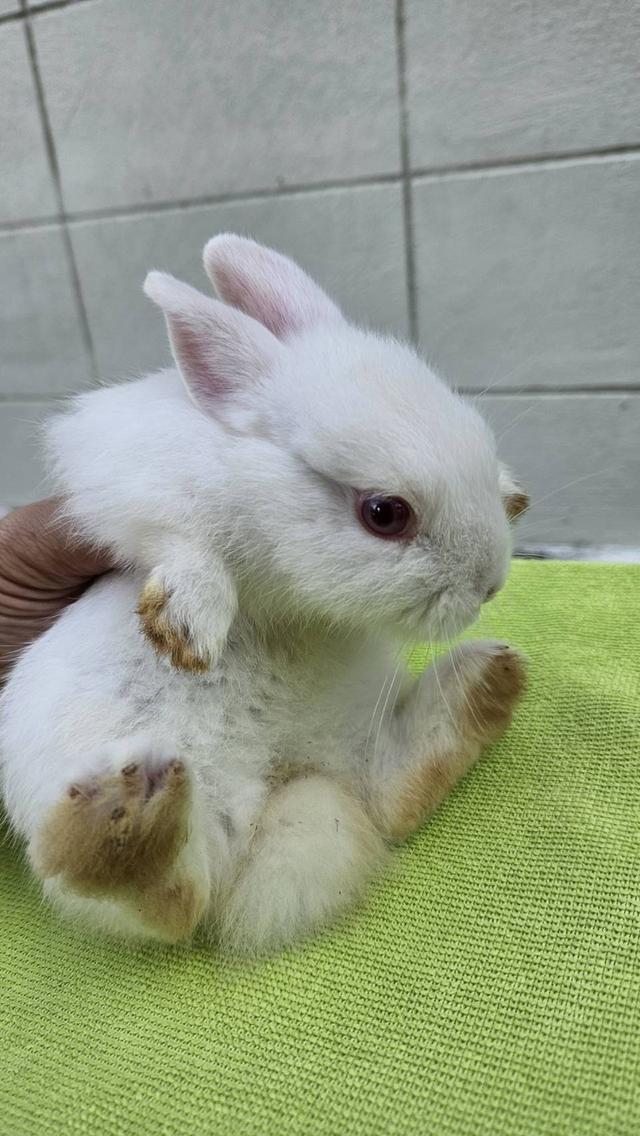 กระต่าย ND วัย 45 วัน พร้อมย้ายบ้านค๊าฟฟ 3